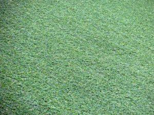 Synthetic Grass Installation Melbourne