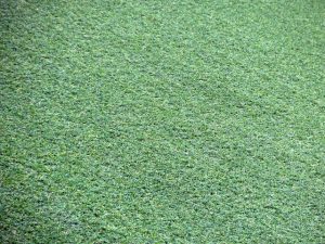 Synthetic Grass Installation Melbourne