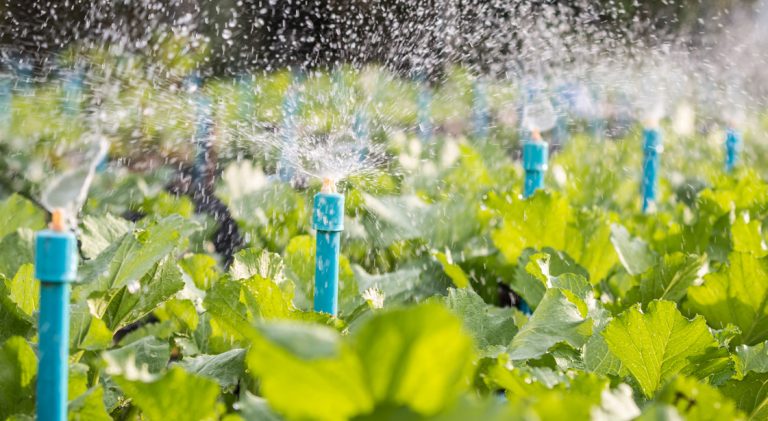 Your Guide to Choosing a Garden Irrigation System
