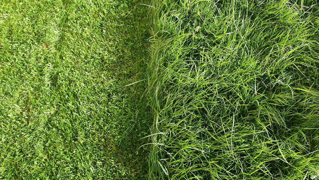 Natural versus Synthetic - Cost and Maintenance