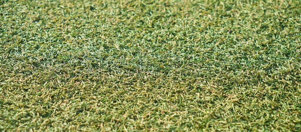 Qualified Turf Installers in Melbourne