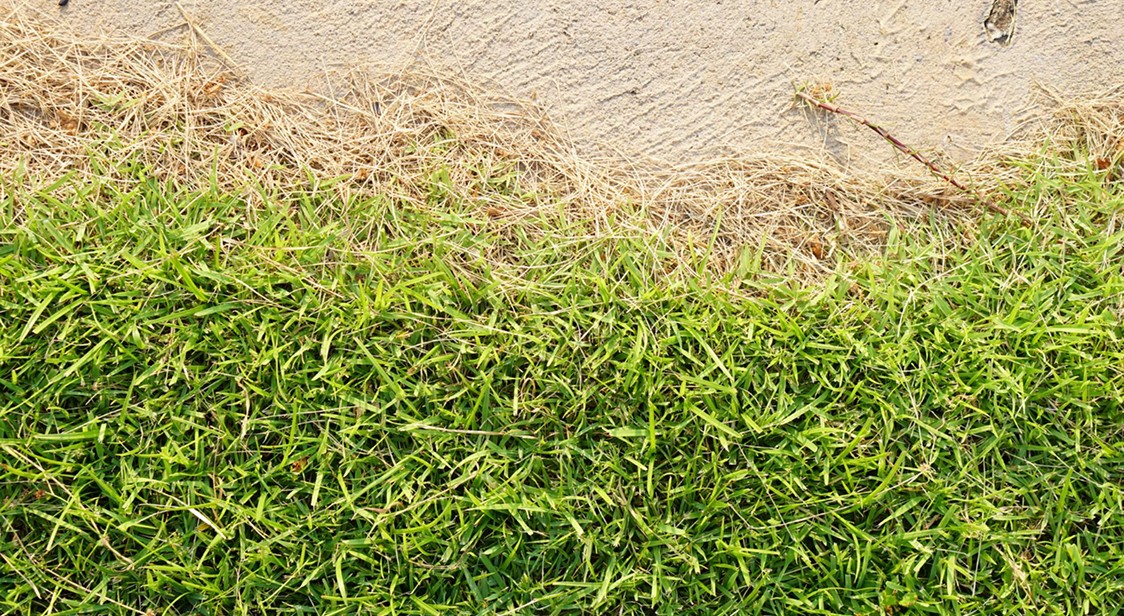 Newly Laid Turf Problems Homeowners Face in Melbourne