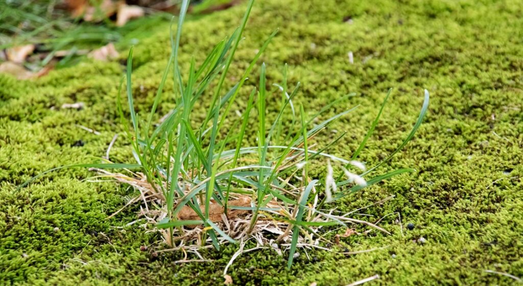 Experienced turf installer in Melbourne