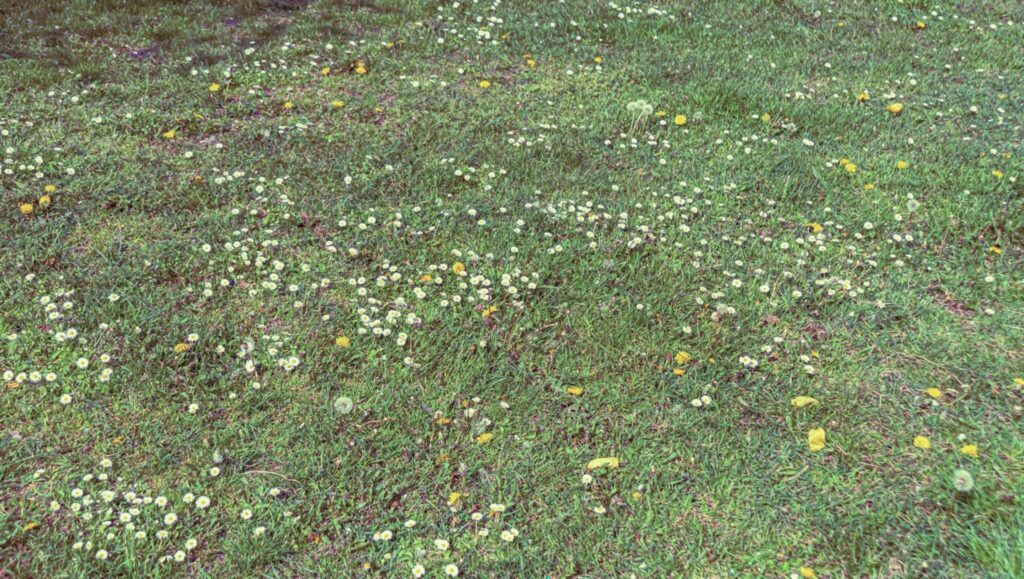 Modern irrigation systems for gardens in Melbourne