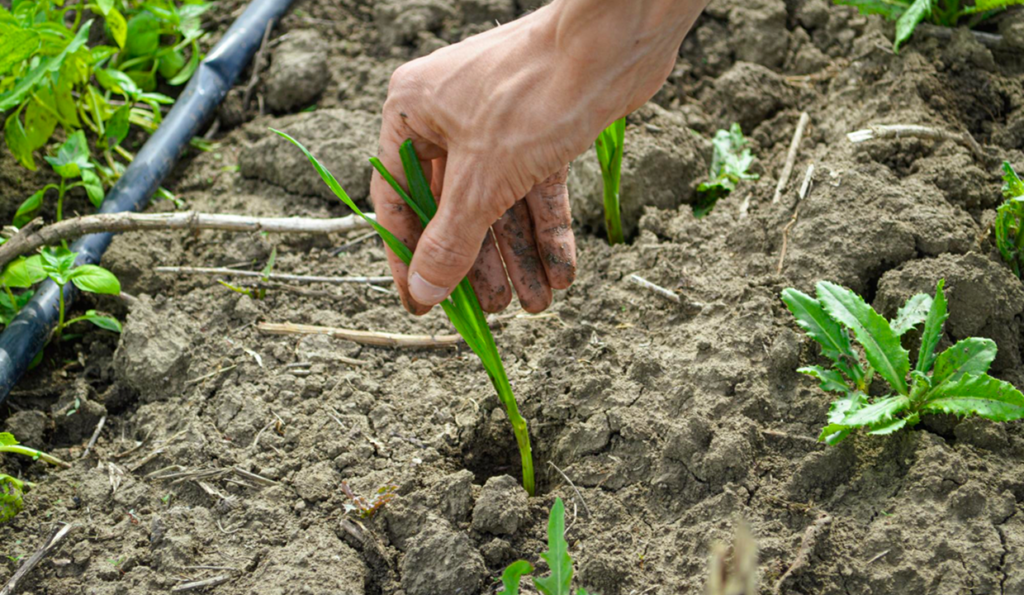 Experienced irrigation systems for gardens in Melbourne
