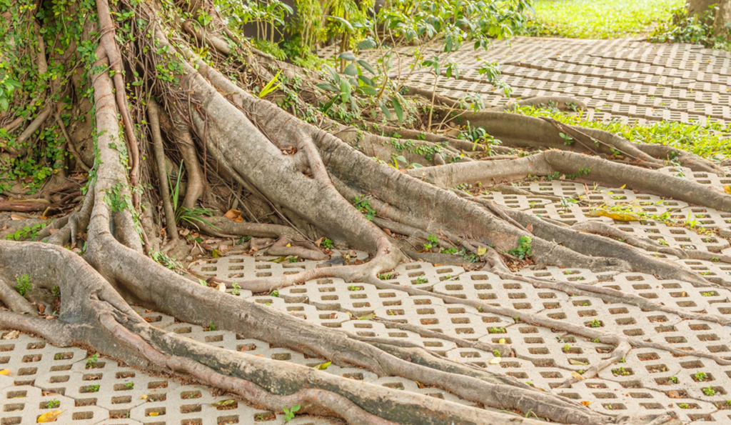 What Early Warning Signs Should Homeowners Never Ignore